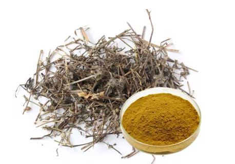 Clinical application of Hedyotis diffusa
