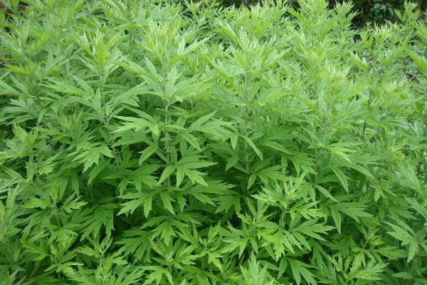 Artemisia wormwood details of efficacy and application