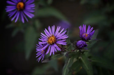 The effects and function of aster