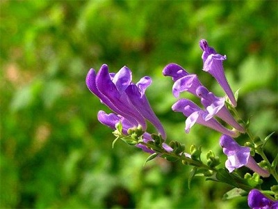 Pharmacological action of Chinese Skullcap Herb - part 2