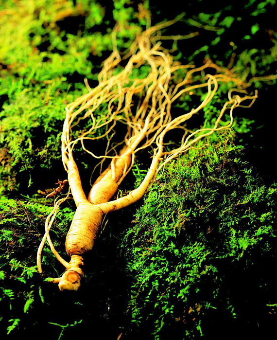 The potential effects of ginseng exosomes
