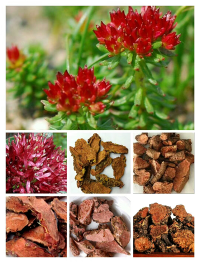 Rhodiola:The introduction of efficacy and role
