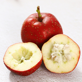 Hawthorn Berry in Chinese (Shan Zha)