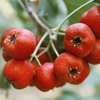 Hawthorn Berry in Chinese (Shan Zha)